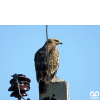 گونه عقاب شاهی Eastern Imperial Eagle